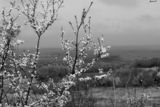 Черно-бяла пролет ; comments:7