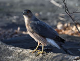 Accipiter striatus ; comments:11