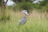 The Shoebill Stork ; comments:13