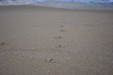 Стъпки в пясъка ; Comments:3