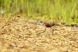 African Jacana ; comments:5