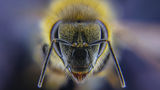 Пчела ; comments:7