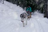 sled dog ; comments:6