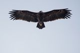 Голям креслив орел (Aquila clanga) ; comments:9