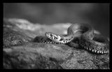 Жълтоуха водна змия (Natrix natrix) ; comments:37