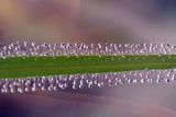 Drosera (insectivorous plant) ; comments:17