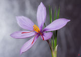 Crocus sativus ; comments:10