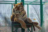 Тигърът Саша... ; comments:4