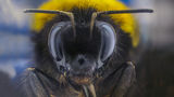 Земна пчела ; comments:6