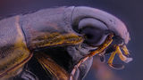 Beetle ; comments:4