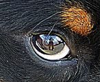Отражението ми върху окото на куче което снимах! ; comments:14