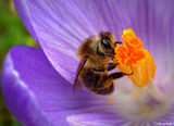работлива пчеличка ; Коментари:4