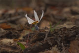 ... Кучешки зъб (Erythronium dens-canis) Самодивско цвете ; comments:60