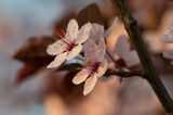 Blossom ; comments:6