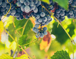 Red wine grapes ; Comments:7