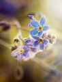 Forget me not ; comments:11