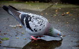 The Thirsty Pigeon ; comments:5