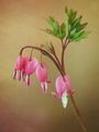 Дамско сърце (Dicentra) ; Коментари:15