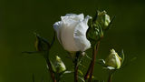 Бяла роза ; comments:15