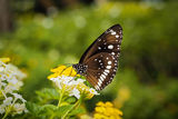 Балинезийска пеперудка ; comments:8