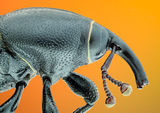 Black Weevil ; comments:4