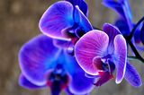 orchids ; comments:5