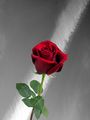 Червената роза ; comments:8
