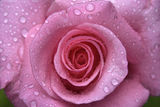 pink rose I ; comments:3