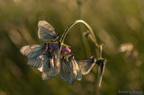 Овощни пеперуди в травата късен слетобед ; comments:12