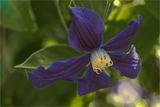 ... Клематис (Clematis) ; comments:19