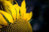 Sunflower 1 ; comments:4