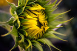 Sunflower 2 ; comments:6