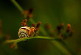 a little snail ; comments:11