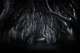 The Dark Hedges, Northern Ireland ; comments:21