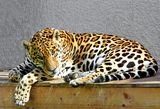 Погледът на ягуара ; comments:18