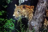 Погледът на леопарда ; comments:15