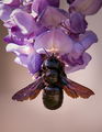  черна пчела   (Xylocopa valga) ; comments:11