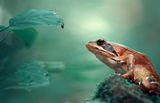 Горска жаба (Rana dalmatina) ; comments:70