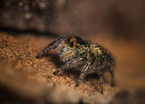 Jumping spider ; comments:4
