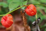 Physalis ; comments:2