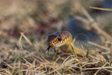 Смок стрелец (Dolichophis caspius) ; Коментари:19