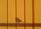 Bird shadow ; comments:5