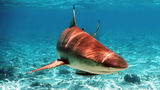 Black tip shark ; comments:10