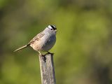 White-crowned sparrow (Zonotrichia leucophrys) ; Коментари:5