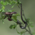 Сива водна змия (Natrix tessellata) ; comments:65