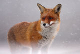лисик/Red fox/Vulpes vulpes ; comments:29