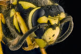 Европейска жълта оса - Vespula germanica ; comments:2