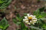 ...Циния (Zinnia elegans) ; comments:8