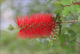 ...Callistemon citrinus ; comments:19