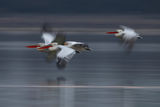 къдроглави пеликани/Dalmatian pelican/Pelecanus crispus ; Коментари:24